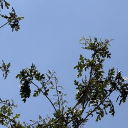 Bullock's Oriole