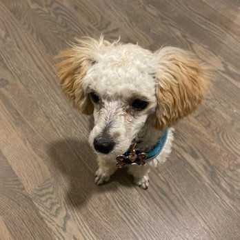 City Bark Thornton - Hope after her groom - Pet Boarding Near Me - Thornton, Colorado City Bark Thornton - Hope after her groom - Pet Boarding Near Me - Thornton, Colorado