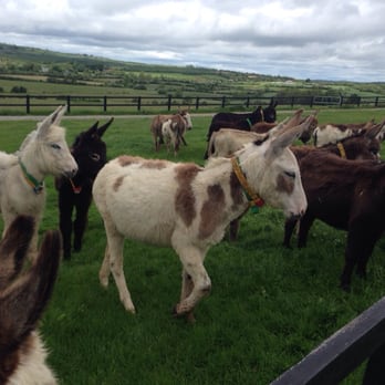 Donkey Sanctuary - Community Service/Non-Profit Near Me - Liscarroll, Colorado
