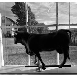 Shaw's Ridge Farm - Country views