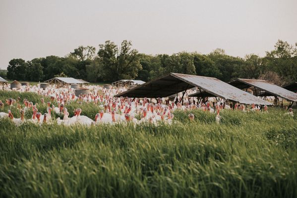 Ferndale Market by null