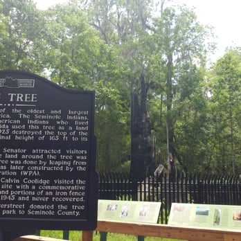 Big Tree Park - Parks Near Me - Longwood, Florida