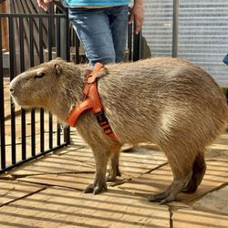 Nurtured By Nature - Capybara