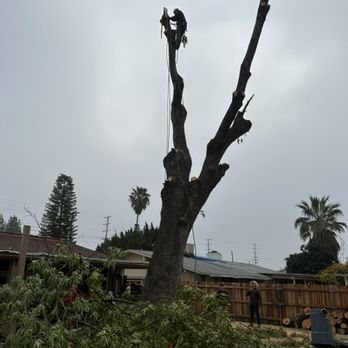 Zuniga's Tree Service - Landscaping Near Me - Los Angeles, California Zuniga's Tree Service - Landscaping Near Me - Los Angeles, California