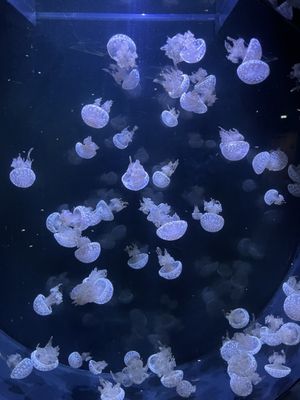 La Rochelle Aquarium by null