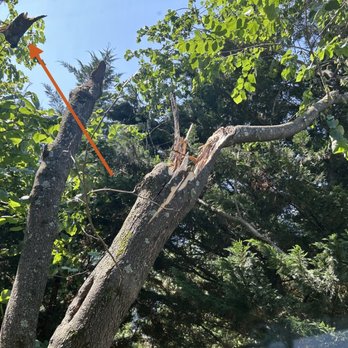 Precision Tree Services - This whole tree needed to come down - now I can't tell it was ever there. - Tree Services Near Me Precision Tree Services - This whole tree needed to come down - now I can't tell it was ever there. - Tree Services Near Me