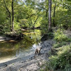 Freedom Barks Dog Park - Clean water fun