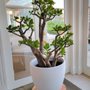 Photo of Kuma Bonsai Nursery