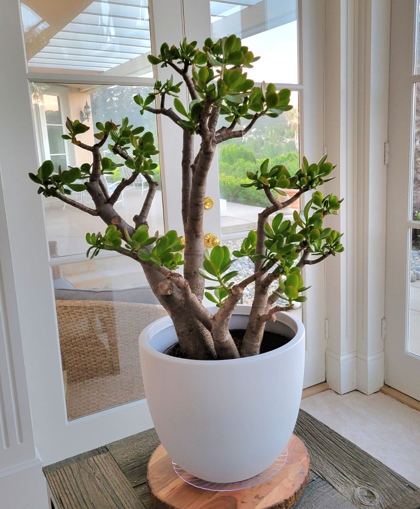 KUMA BONSAI NURSERY Updated October 2024 15 Reviews 1131 Pepper