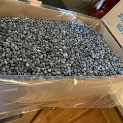 Sussmann's Wild Blueberries - Twenty pounds of glorious wild blueberries destine for many treats and gifts.