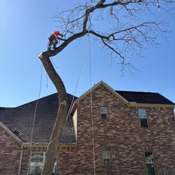 Shawnee Trees - Shawnee trees professional tree removal