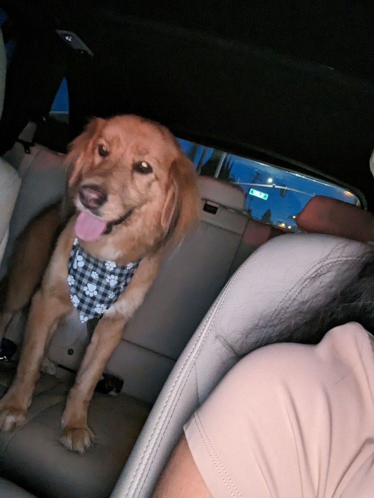 DAWG’S HOUSE OF GROOMING Updated September 2024 32 Photos & 121