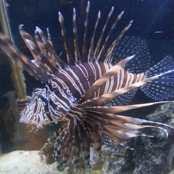 Salty Fins - Salt water fish and coral - Local Fish Stores Near Me - St. George, Utah Salty Fins - Salt water fish and coral - Local Fish Stores Near Me - St. George, Utah