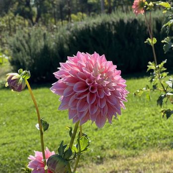 Single Thread Farm Store - Farms Near Me - Healdsburg, California