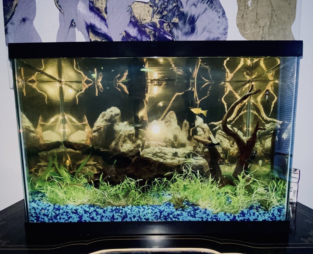 FINS FEATHERS PAWS & CLAWS 29 Photos & 39 Reviews 436 Main St