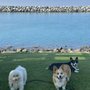Lisas Dog Walking And Concierge LLC