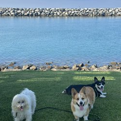 Lisas Dog Walking And Concierge LLC - Great morning at the Dana Point Harbor