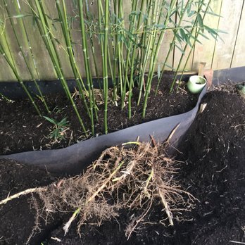 Bamboo Oasis - Nurseries & Gardening Near Me - Beaverton, Oregon