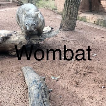 Sydney Wildlife World - Zoos Near Me - Darling Harbour, NSW