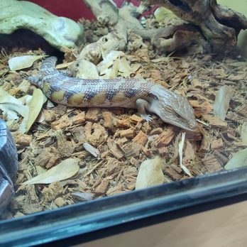 Reptile Factory Downey - Reptile Shops Near Me - Downey, California Reptile Factory Downey - Reptile Shops Near Me - Downey, California