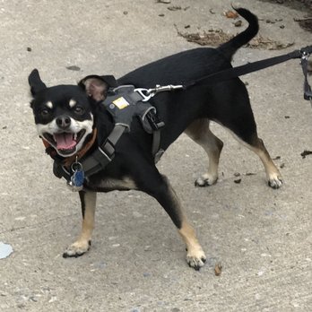 One Love Veterinary Clinic - Pet Sitting Near Me - Philadelphia, Pennsylvania One Love Veterinary Clinic - Pet Sitting Near Me - Philadelphia, Pennsylvania