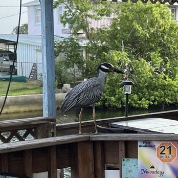Ollie's on the Beach - Bars Near Me - Hudson, Florida