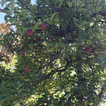 Willowbrook Apple Farm - Apples! - Pick Your Own Farms Near Me - Oak Glen, California