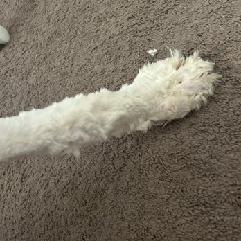 Top Dog Grooming - uneven cut legs - Pet Groomers Near Me - Las Vegas, Nevada Top Dog Grooming - uneven cut legs - Pet Groomers Near Me - Las Vegas, Nevada