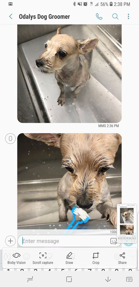 Molly's Pet Grooming Image