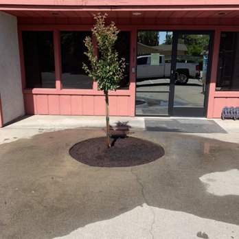 Ironstone Landscape and Maintenance - Crepé Myrtle Dynamite Planted - Landscaping Near Me Ironstone Landscape and Maintenance - Crepé Myrtle Dynamite Planted - Landscaping Near Me