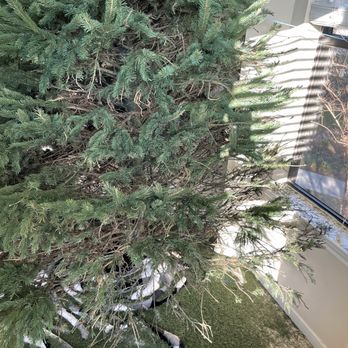 Old Time Christmas Tree Farm - Needles couldn't even stay on the tree. - Christmas Trees Near Me - Spring, Texas