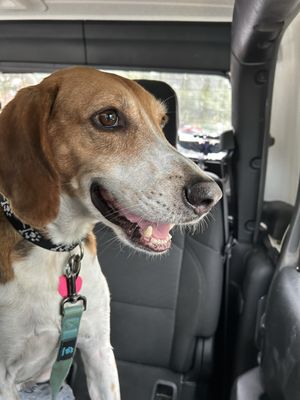 Charleston Animal Society by null