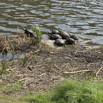 Harlem Meer - Bale of turtles enjoying Spring sun at Harlem Meer - Parks Near Me - New York, New York