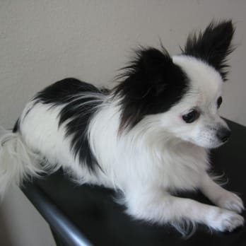 Desly's Pet Grooming - Panda, after getting herself groomed at Desly's - Pet Groomers Near Me - Los Angeles, California Desly's Pet Grooming - Panda, after getting herself groomed at Desly's - Pet Groomers Near Me - Los Angeles, California