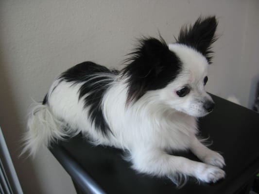 DESLY'S PET GROOMING by null