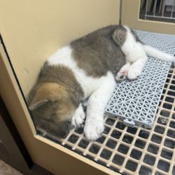 Petland Strongsville - Akita puppy