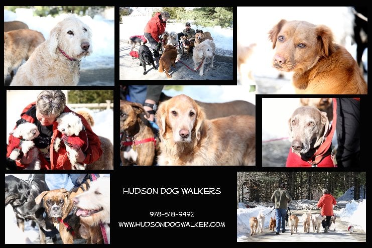 Hudson Dog Walker - pet boarding facility in Hudson, MA