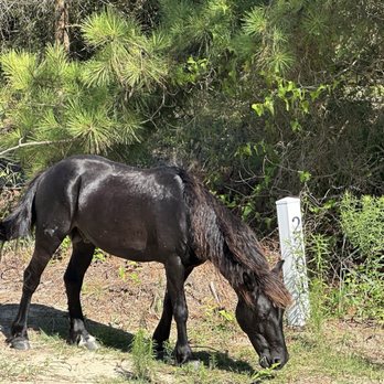 Wild Horse Adventure Tours - Tours Near Me - Corolla, North Carolina