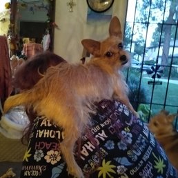 Bella and mocha have no fear Yosemite pet hospital is here Bella and mocha have no fear Yosemite pet hospital is here