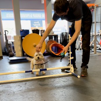 Zoom Room Dog Training - Pet Training Near Me - Sherman Oaks, California Zoom Room Dog Training - Pet Training Near Me - Sherman Oaks, California
