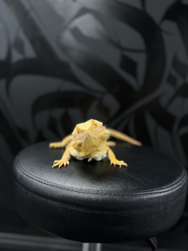 Art District Chicago Tattoo Studio Logo