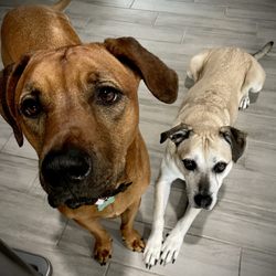 Whach-A-Pet Professional Pet Sitting Services - Penny & Kona
