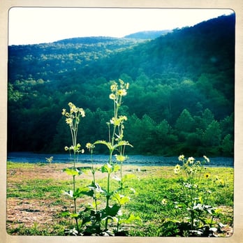 Kate's Lazy Meadow - Down by the river sunflowers grow over 8 feet tall - Hotels Near Me - Mount Tremper, New York