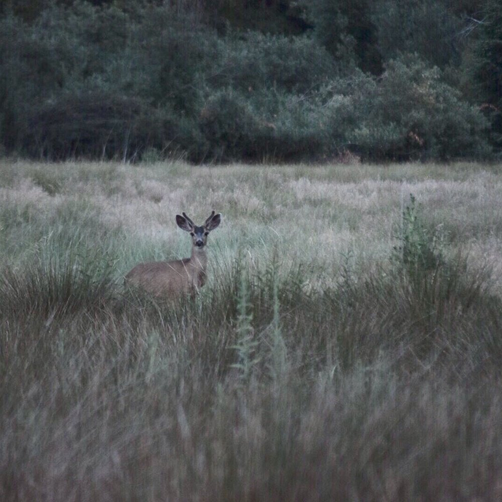 Palomar Mountain State Park - Deer by the pond - Parks Near Me - Palomar Mountain, California Palomar Mountain State Park - Deer by the pond - Parks Near Me - Palomar Mountain, California