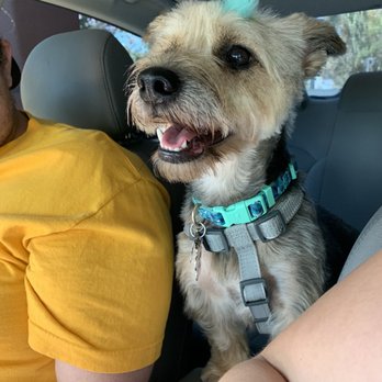 Doggie Couture - They always add the cutest bows!! - Pet Groomers Near Me - Rancho Cucamonga, California Doggie Couture - They always add the cutest bows!! - Pet Groomers Near Me - Rancho Cucamonga, California