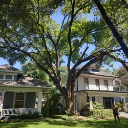 White Rock Tree Removal Service - Another Junius Heights Tree Removal