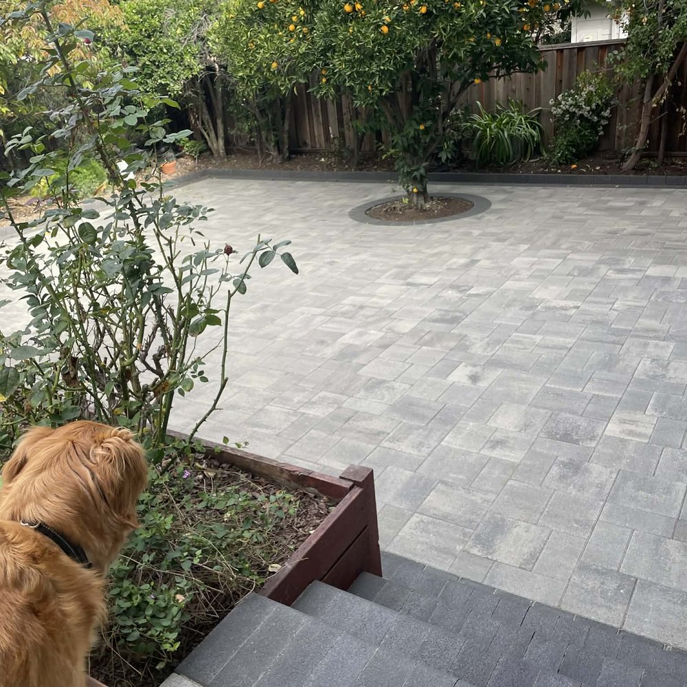 Brasmerica Paver systems - Max approves of the new yard - Masonry/Concrete Near Me - Pinole, California Brasmerica Paver systems - Max approves of the new yard - Masonry/Concrete Near Me - Pinole, California