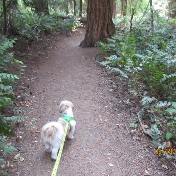 Edith Moulton Park - our sporty little Shih Tzu Avery enjoys hikes through places like this! - Parks Near Me - Kirkland, Washington Edith Moulton Park - our sporty little Shih Tzu Avery enjoys hikes through places like this! - Parks Near Me - Kirkland, Washington