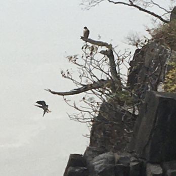 Palisades Interstate Park State Line Lookout - Peregrine falcons - Parks Near Me - Alpine, New Jersey Palisades Interstate Park State Line Lookout - Peregrine falcons - Parks Near Me - Alpine, New Jersey