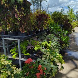 Jefferson Feed Pet & Garden Center - Plants, and flowers and more lol